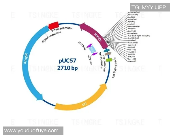 打造梦幻球队：以足球巨星为核心的幻想足球策略与阵容构建指南